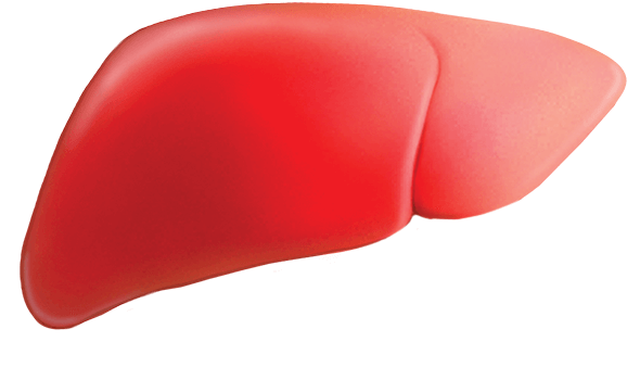 Inflamed liver