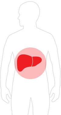 The liver is a vital organ that you can’t live without